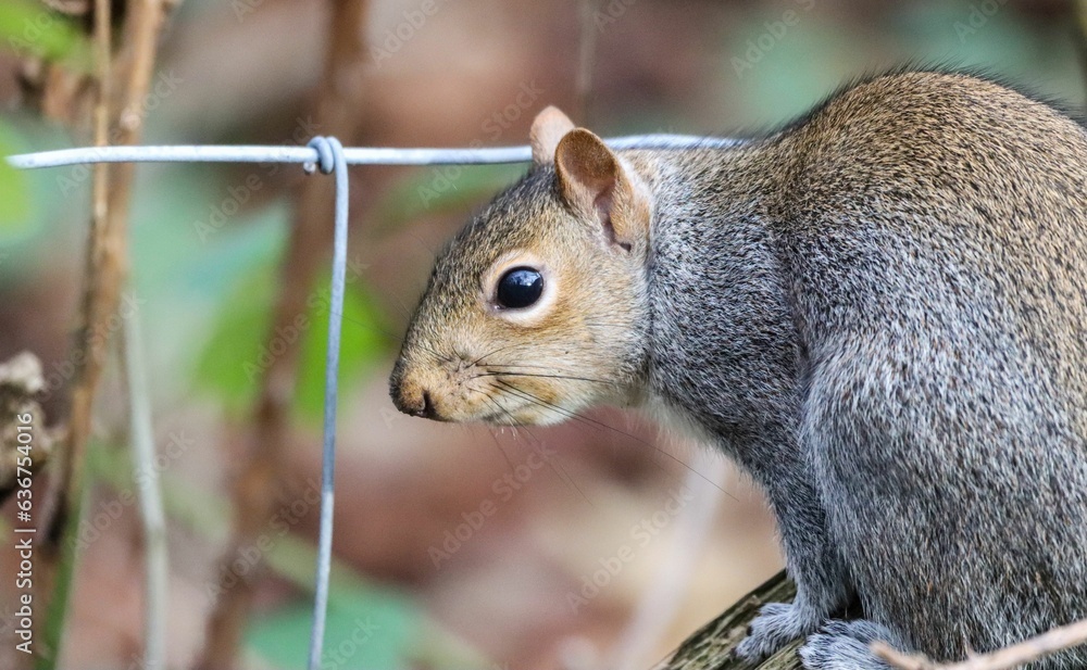 Closeup of a brown squirrel perched on a tree branch Closeup of a brown squirrel perched on a tree branch