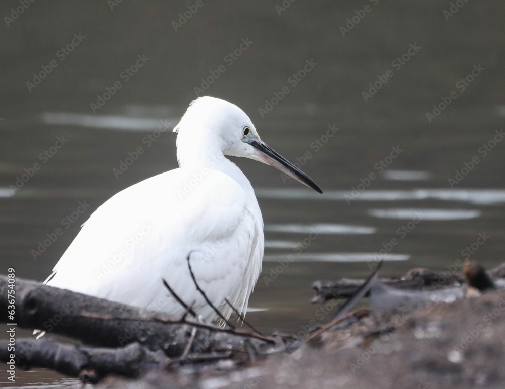 Closeup of a little egret on the River Cynon, South Wales Closeup of a little egret on the River Cynon, South Wales