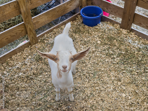 Baby Goat at state fair in Virginia.  © Loren Biser
