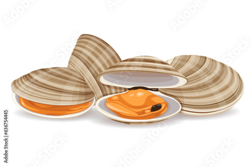 asari clams vector illustration isolated on white background.