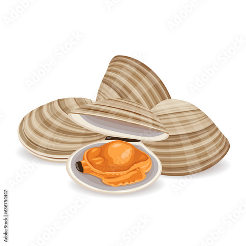 asari clams vector illustration isolated on white background. photo