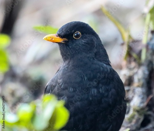 Close up of a blackbird perched on a tree branch