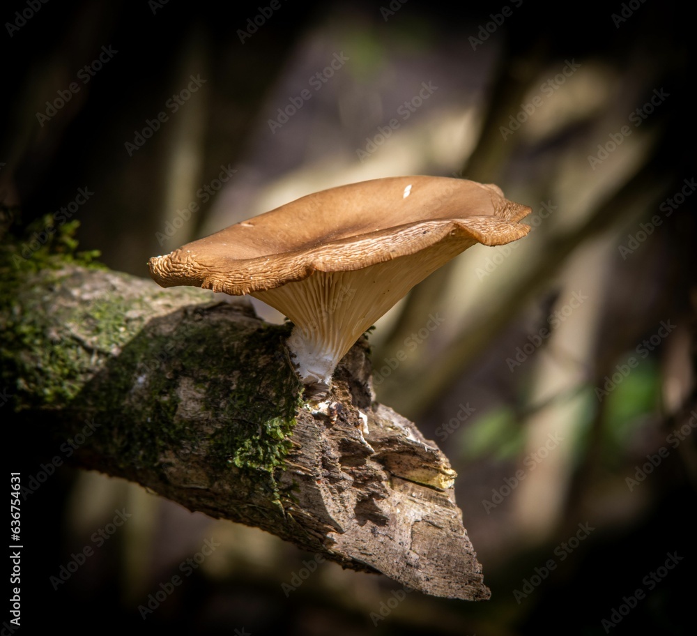 Fototapeta premium a brown mushroom on a tree branch with moss surrounding it