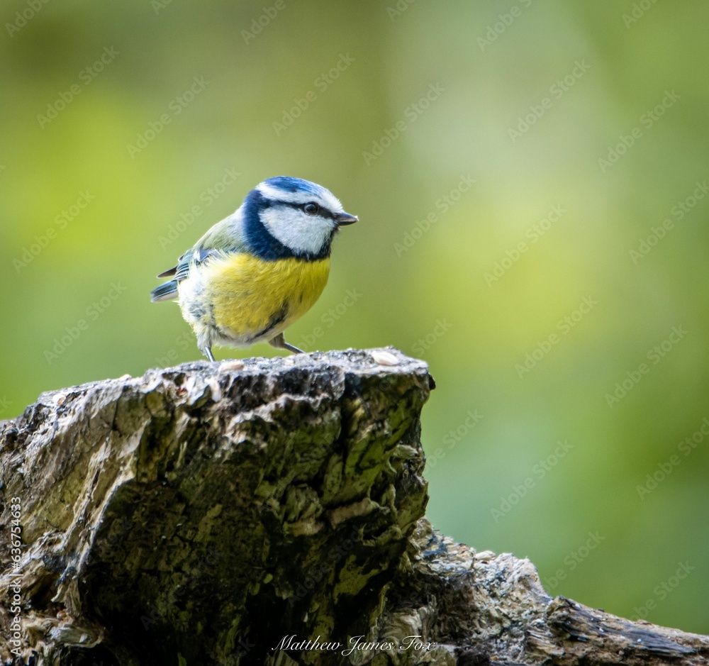 Small blue tit bird perched atop a stump Small blue tit bird perched atop a stump