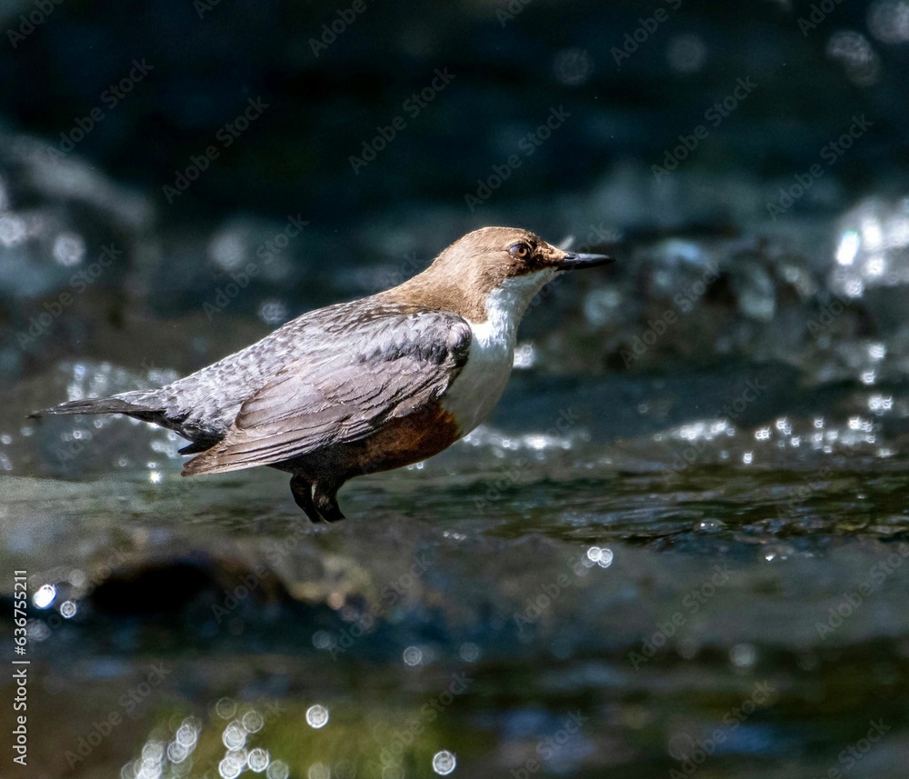 Small dipper bird stands atop a still body of water Small dipper bird stands atop a still body of water