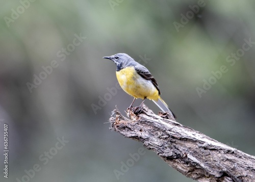 Small grey wagtail bird perched atop a thin tree branch, looking alert and ready to take flight
