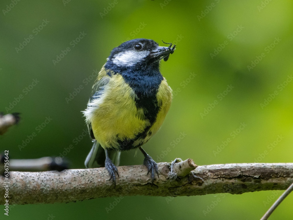 Fototapeta premium Small blue tit bird perched atop a tree branch