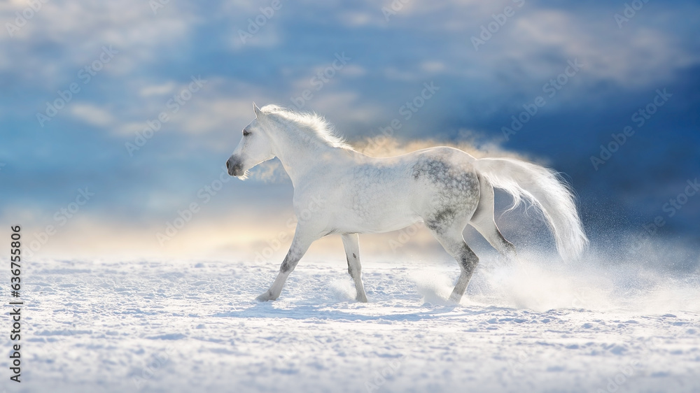 White horse run fast in snow