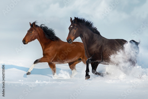 Fototapeta Naklejka Na Ścianę i Meble -  Horses run in snow field