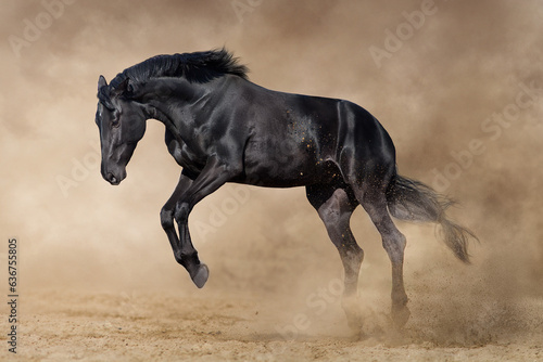Fototapeta Naklejka Na Ścianę i Meble -  Beautiful black horse in motion
