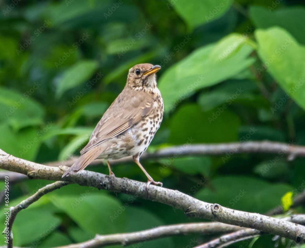 Brown song thrush bird perched atop a branch in a lush green environment Brown song thrush bird perched atop a branch in a lush green environment
