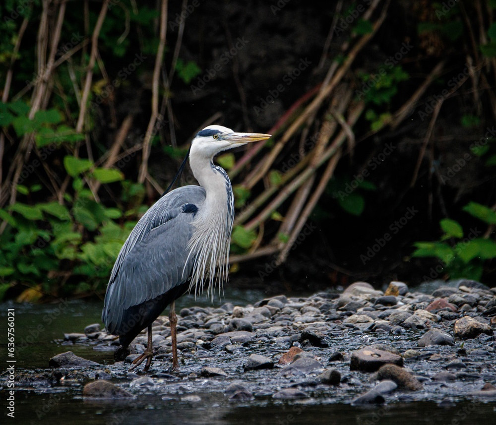 Fototapeta premium Majestic grey heron stands atop a rocky shoreline, gazing out over the River Cynon