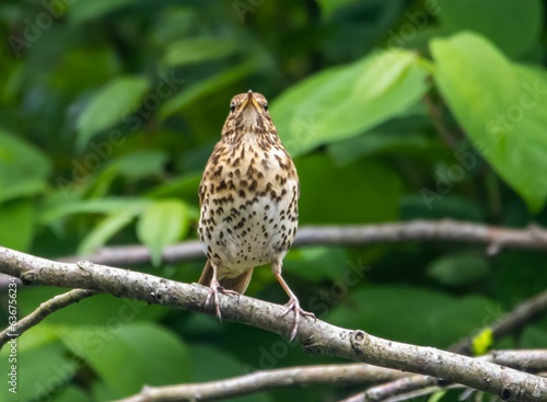 Brown song thrush perched on a branch in a vibrant green landscape © Matthew Fox/Wirestock Creators