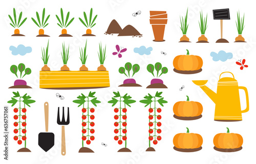 Fall gardening collection. 
Illustration of the vegetables and garden equipment