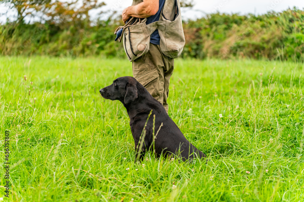 Working gun dog training and puppies Working gun dog training and puppies