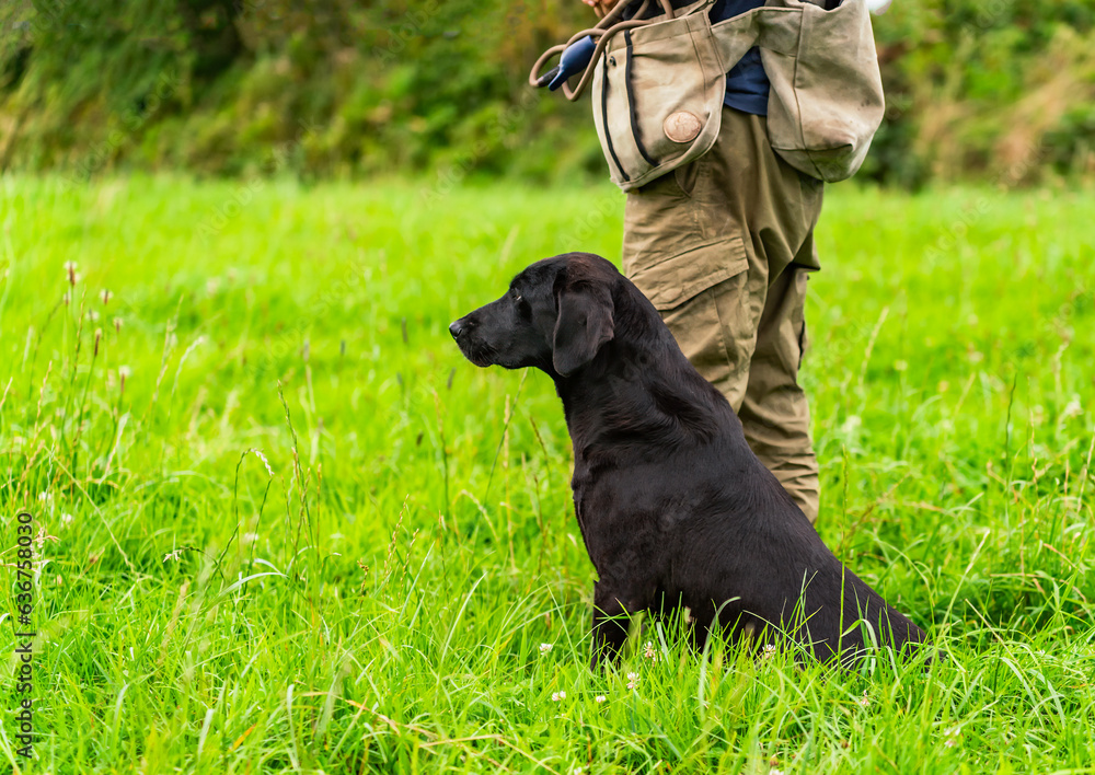 Working gun dog training and puppies Working gun dog training and puppies