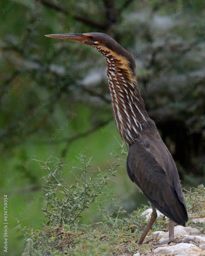 Black Bittern (Ixobrychus flavicollis) with fully extended neck.
When this neck is folded, the bird can appear quite small. Black Bittern (Ixobrychus flavicollis) with fully extended neck.
When this neck is folded, the bird can appear quite small.
