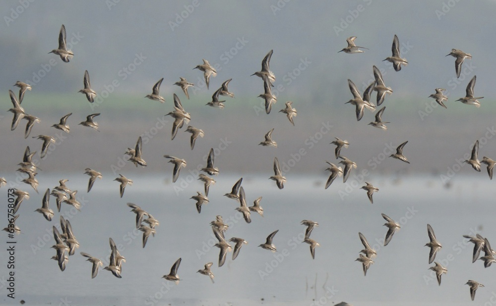 A flock of Waders over a lake of Indus River in Pakistan.
Stints, Sandpipers, Dunlins etc. A flock of Waders over a lake of Indus River in Pakistan.
Stints, Sandpipers, Dunlins etc.