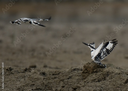 Territorial fight of Pied Kingfisher (Ceryle rudis).

A common and widespread Kingfisher in Pakistan. It hovers in the air to look for fish to hunt. photo