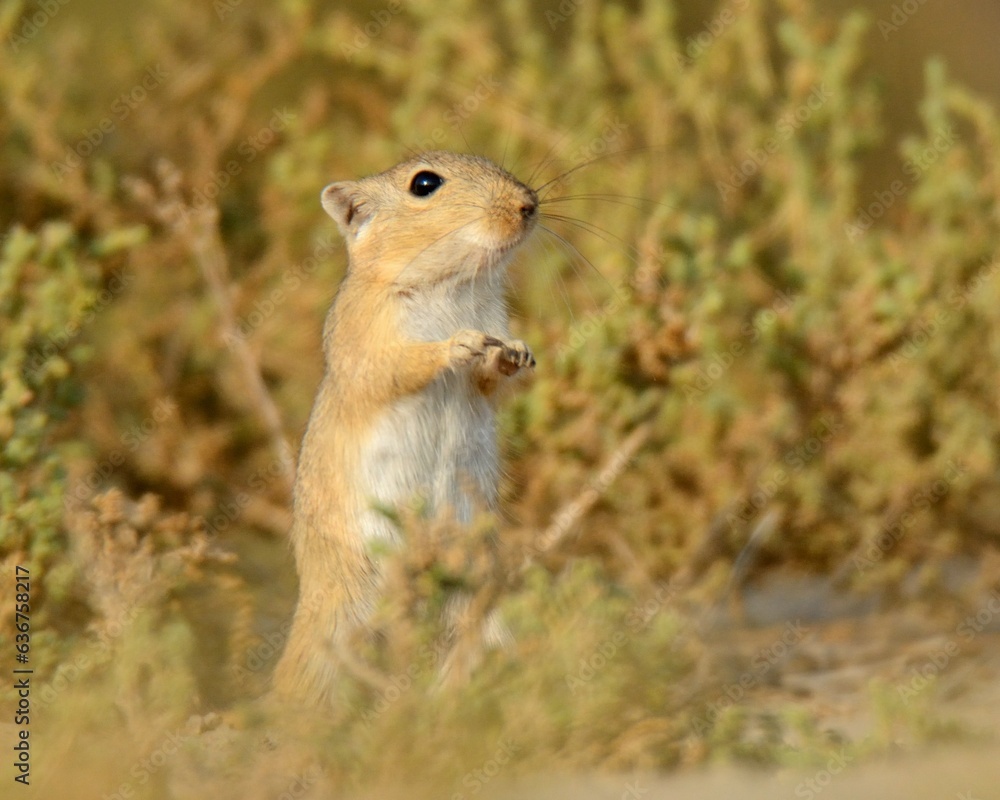 Indian Desert Jird (Meriones hurrianae) A diurnal species of Rodents ...