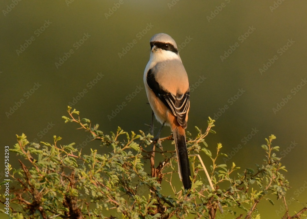 Long tailed Shrike Lanius Schach The Shrikes Are Known As Butcher long-tailed-shrike-lanius-schach-the-shrikes-are-known-as-butcher