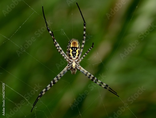 Orb-weaver Spider (Argiope anasuja) in the farmlands of Pakistan. 