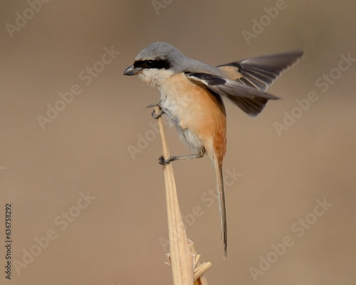 Long-tailed Shrike (Lanius schach).The Shrikes are known as "Butcher Birds" for their habit of killing their prey and then hanging them on thorns.