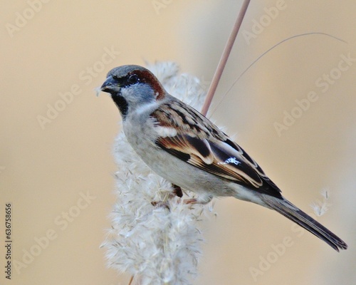 Sind Sparrow (Passer pyrrhonotus).

One of those birds whose distribution is mostly in Pakistan. It is named after the Indus River and Sindh Province of Pakistan.

