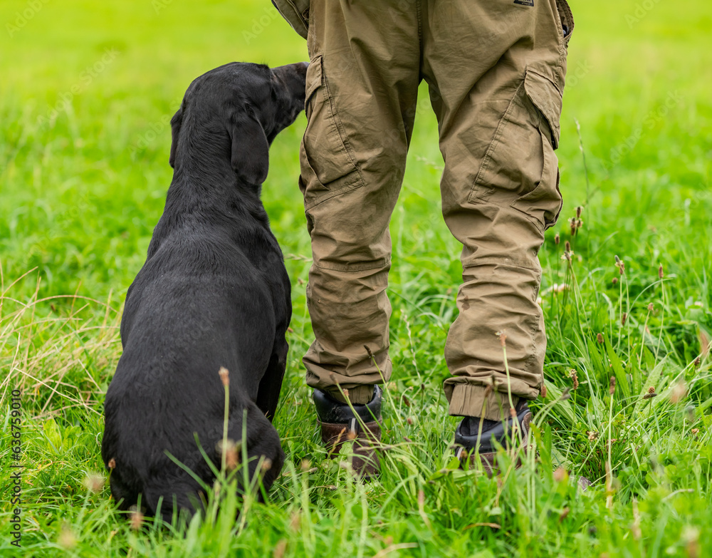 Working gun dog training and puppies Working gun dog training and puppies