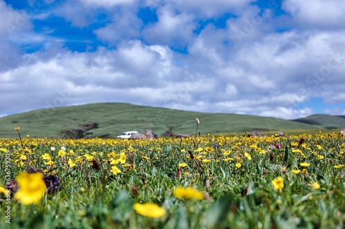 Photo Lush green field dotted with vibrant yellow flowers on the hillside