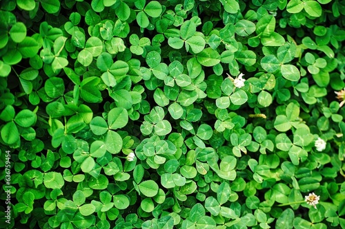 Top view of lush green clover plants on a field