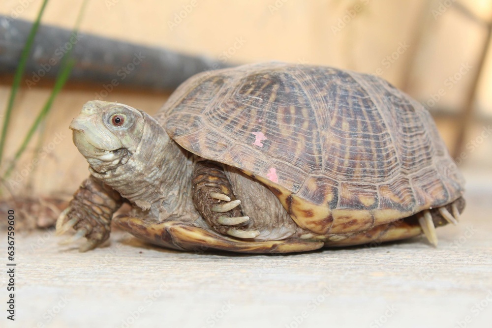 Tortuga de tierra mascota de generación en la familia. Tortuga de tierra mascota de generación en la familia.