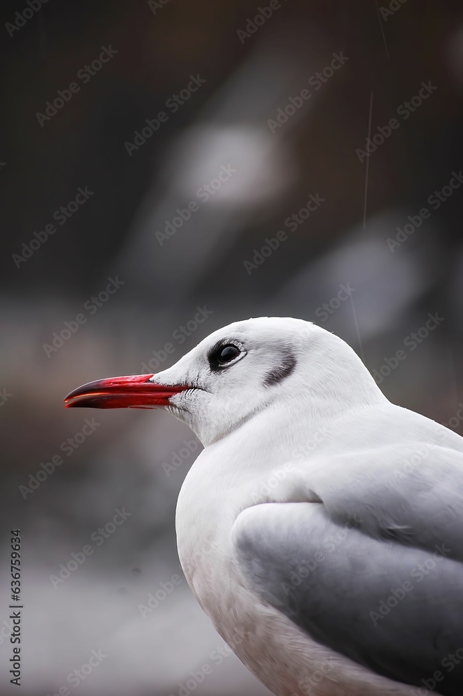 A vertical selective focus shot of a gray white seagull A vertical selective focus shot of a gray white seagull