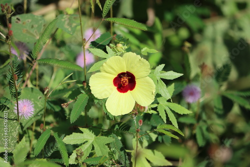 Hibiscus calyphyllus (syn. Hibiscus calycinus, Hibiscus chrysantha, Hibiscus chrysanthus, Hibiscus rockii), the lemonyellow rosemallow, is a shrub from tropical Africa belonging to the genus Hibiscus. photo