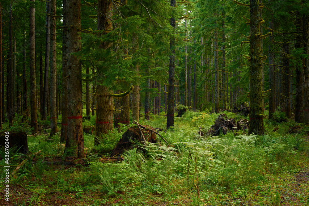 Obraz premium Dark forest near in Oregon in Pacific Northwest.