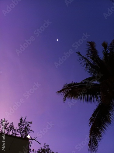 silhouette of palm tree at night