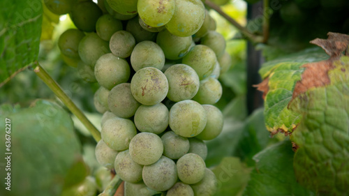 Wallpaper Mural Bunches of green grapes growing on grapevine. Close up. Torontodigital.ca