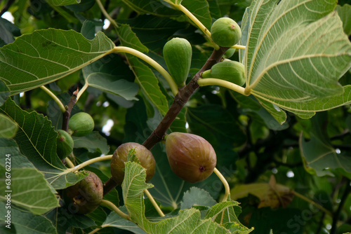 Figs ripening on a fig tree in rural Portugal