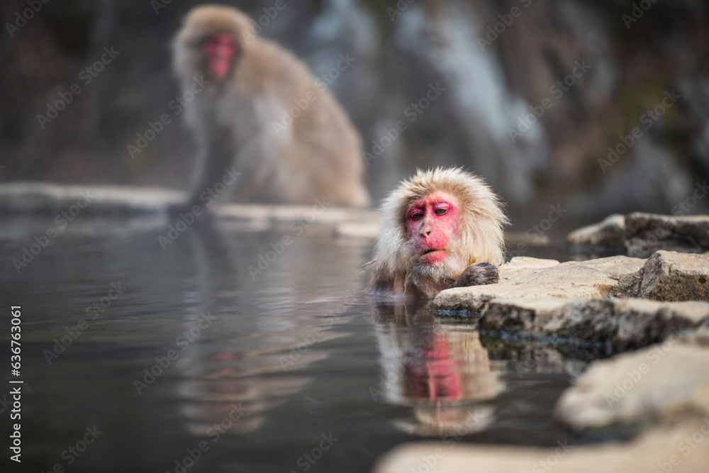Fototapeta premium Japanese Snow monkey Macaque bath on hot spring pool, Jigokudani