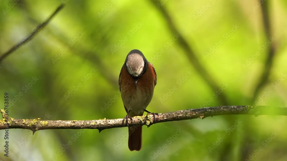 A male Common Redstart (Phoenicurus phoenicurus) alarming and sitting on a branch in a forest