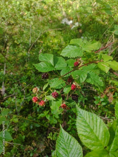 Blackberry bush