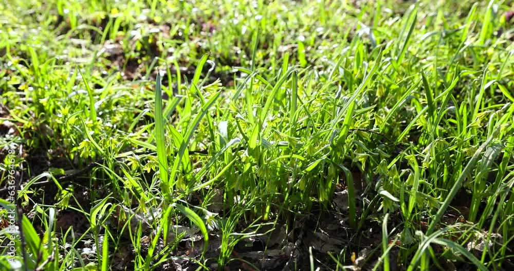 green grass and small yellow flowers in the spring season, beautiful green grass in the sunlight in the spring season green grass and small yellow flowers in the spring season, beautiful green grass in the sunlight in the spring season