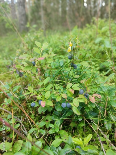 wild blueberries in the forest