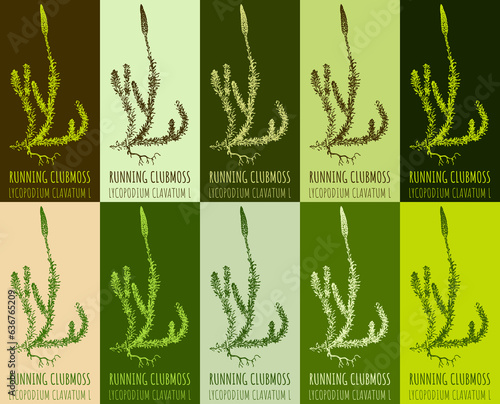 Set of  drawing RUNNING CLUBMOSS in various colors. Hand drawn illustration. The Latin name is LYCOPODIUM CLAVATUM L. photo