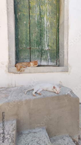 cats chilling at the street
