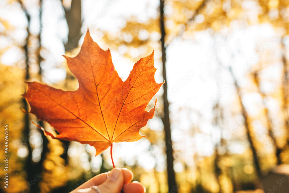 A person holds a yellow autumn leaf in his hand in close-up in sunlight. Autumn leaves in the park. Autumn background.