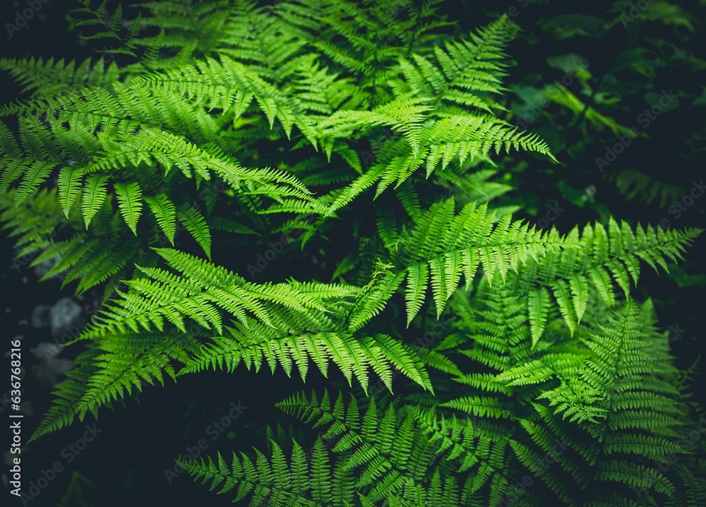 Closeup of green fern plants in a forest