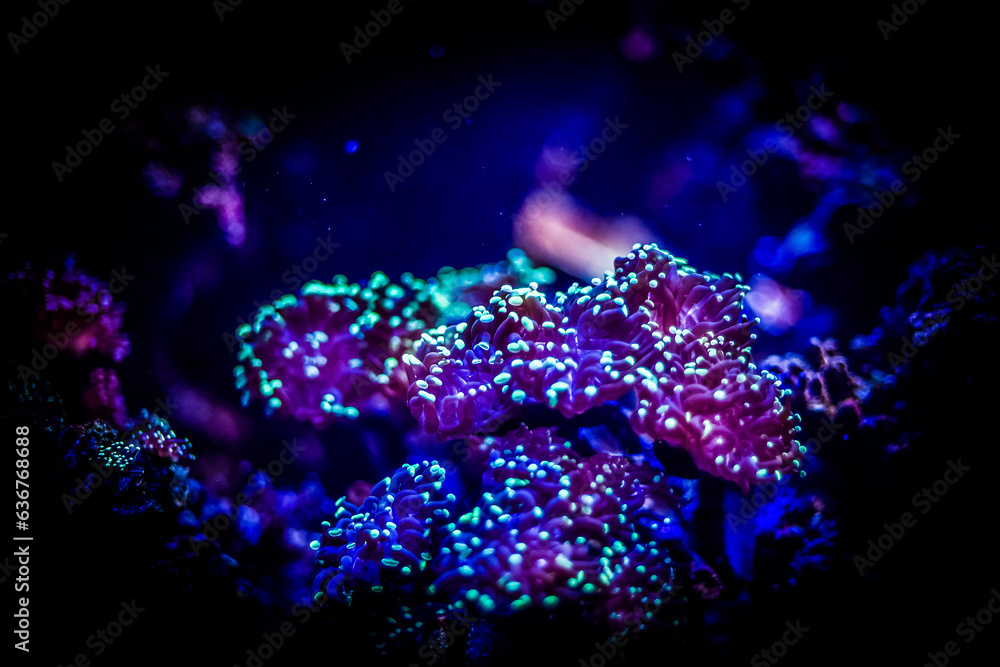Sea corals