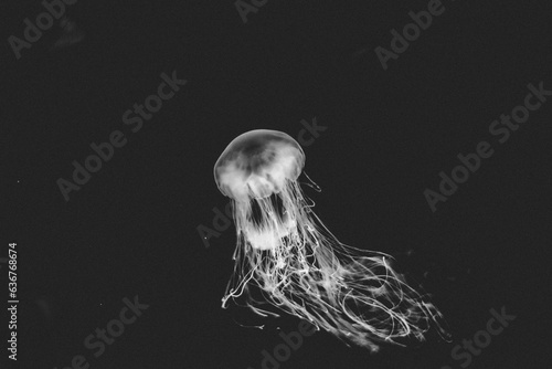 jellyfish on black