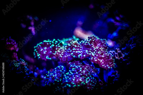 Sea corals